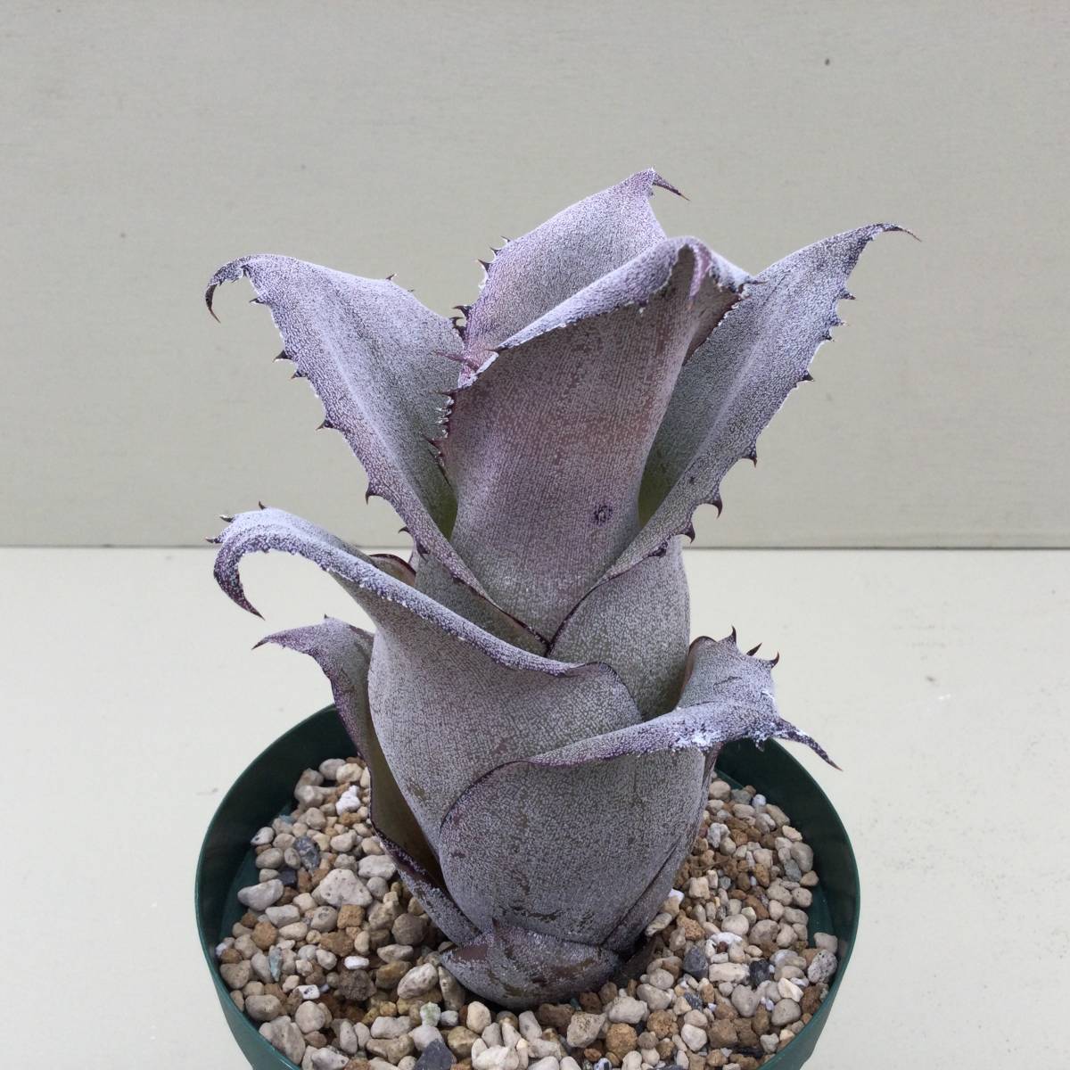 正真正銘本物　ホヘンベルギア　ダンクローン　美品 ホヘンベルギア ダンクローン 【公式通販】