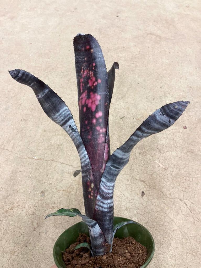 未使用 （詳細）】ビルベルギア・エルゾロ Billbergia 'El Zorro'の