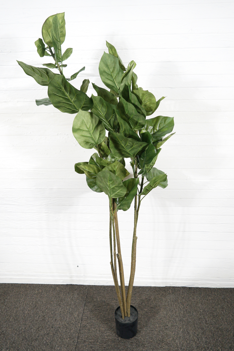 マングローブ ヤエヤマヒルギ 3本 サービス品 個 期間限定 植物苗のタネ 種子 数量限定 3本