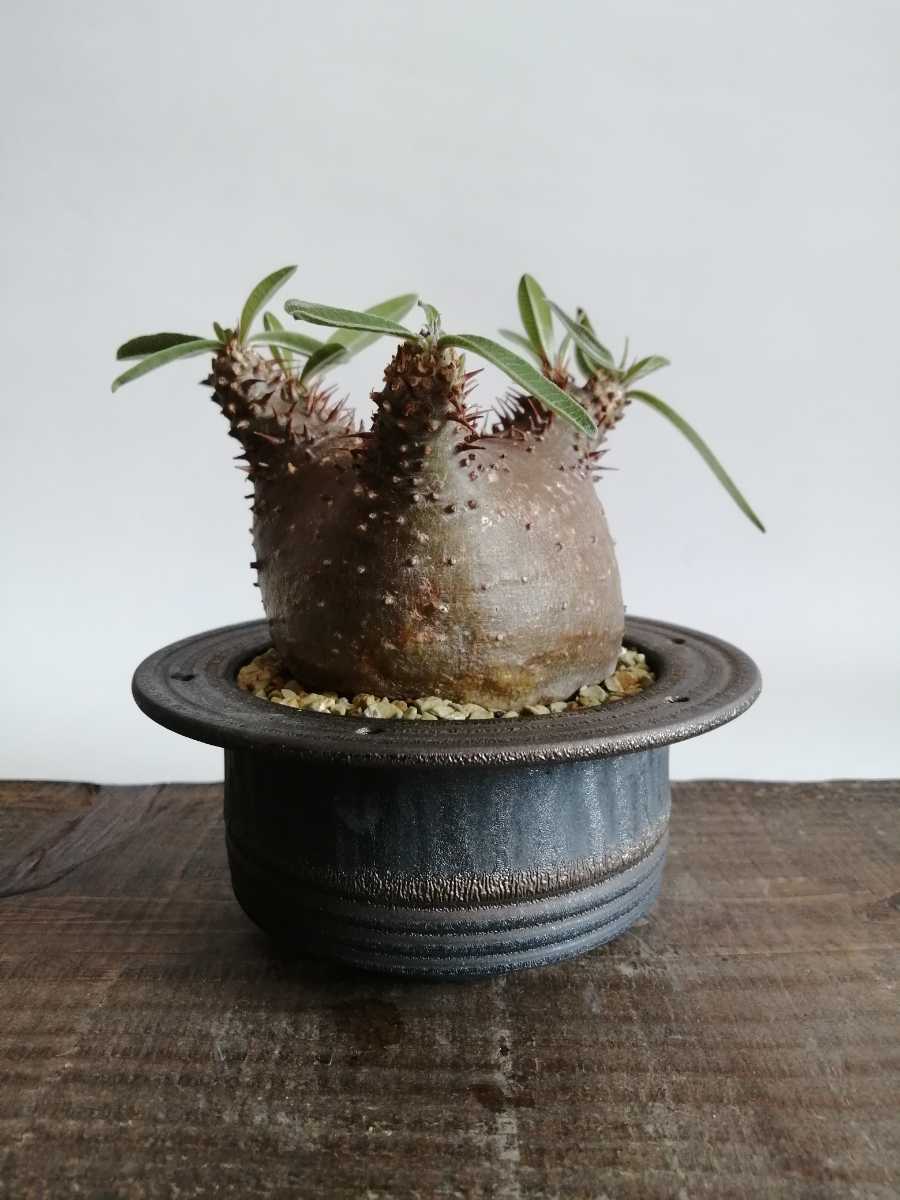 やや傷や汚れあり】パキポディウム グラキリス 短枝 赤肌 良型 現地球