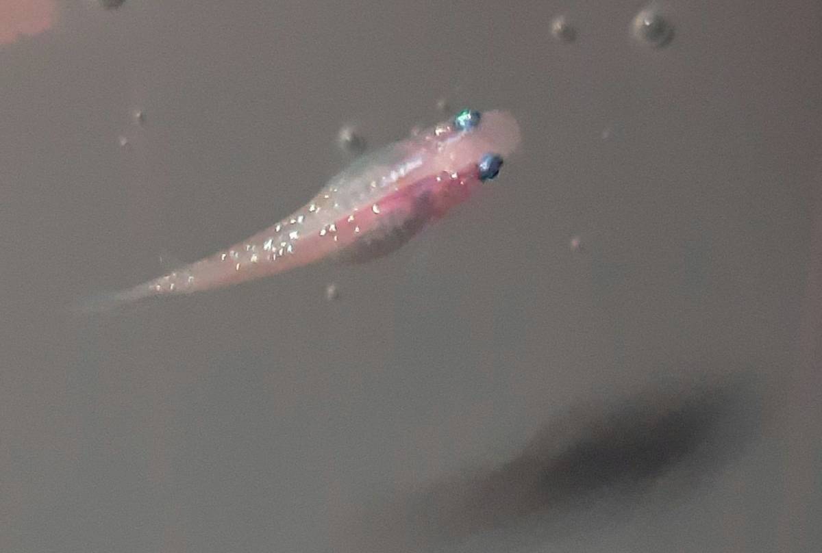 未使用】【極上白桜めだか】極上白桜メダカの有精卵15+α(補償分 ...