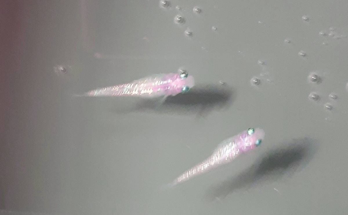 未使用 極上白桜めだか 極上白桜メダカの有精卵15 A 補償分 みゆき 白 ピンク ラメ の落札情報詳細 ヤフオク落札価格情報 オークフリー スマートフォン版 未使用 極上白桜めだか 極上白桜メダカの有精卵15 A 補償分 みゆき 白 ピンク ラメ の落札情報詳細 ヤフオク落札価格情報 オークフリー スマートフォン版