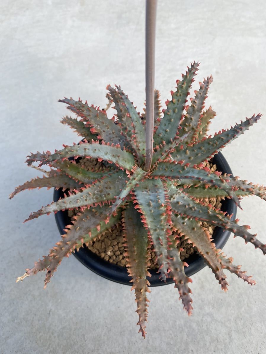 やや傷や汚れあり】Aloe Wily Coyote アロエ ワイリーコヨーテの落札