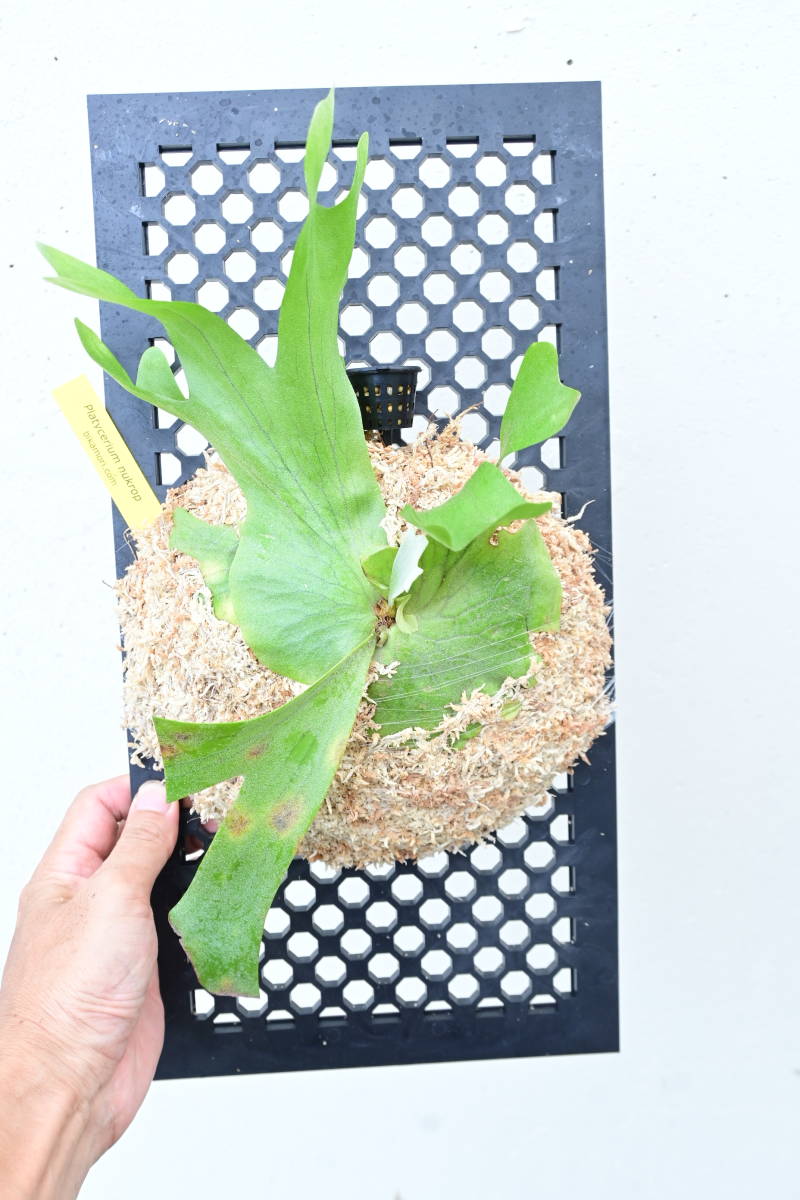 未使用】P.nukrop ( P.wallichii × P.holttumii ) @bikamori.com