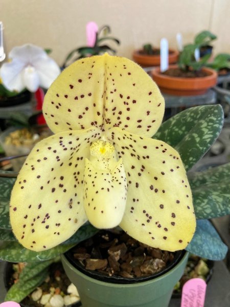 No.63 Paph.wenshanense x sib フラスコ苗