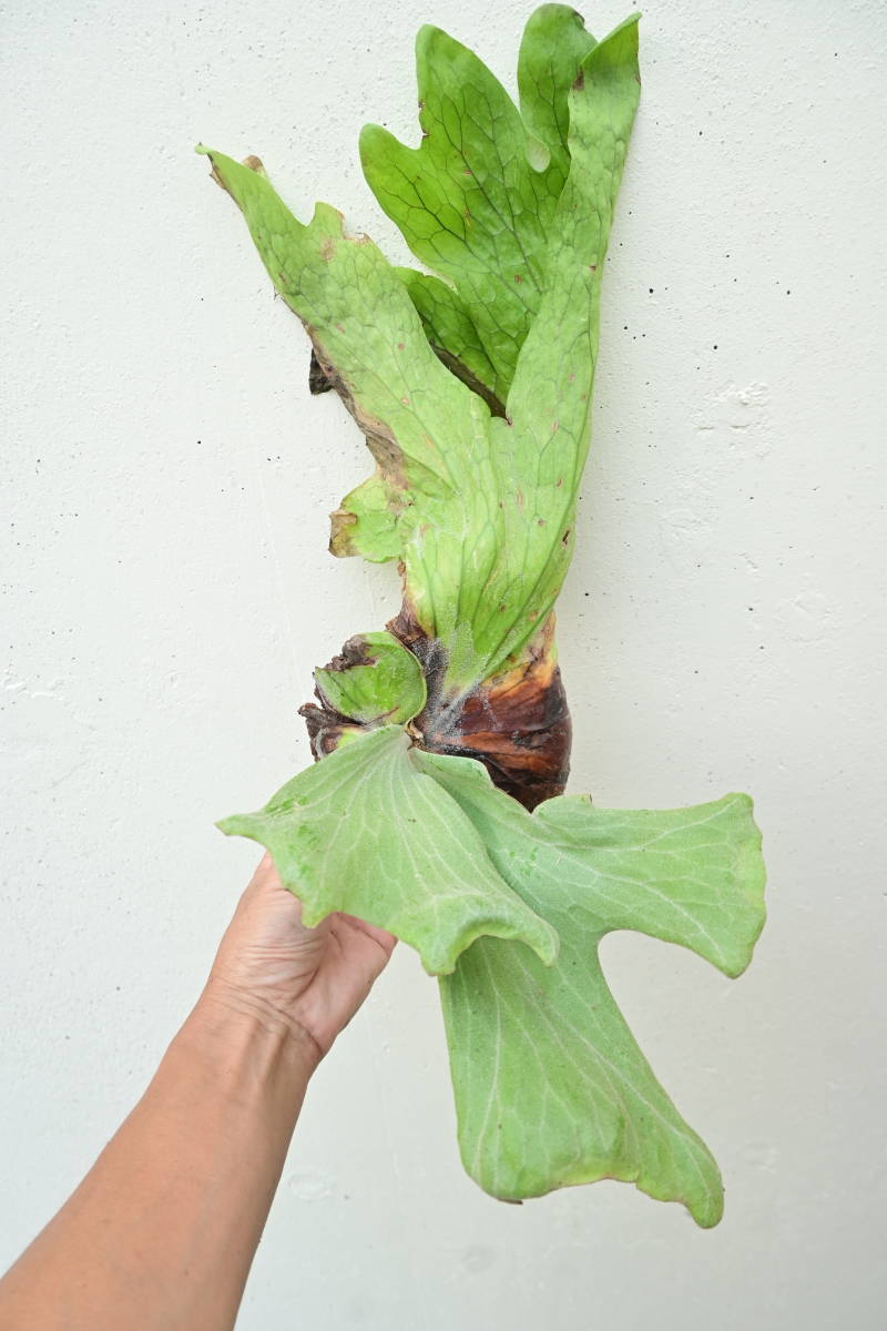 新品】P.Burapa (P.grande x P.wallichii) @bikamori.com の落札情報