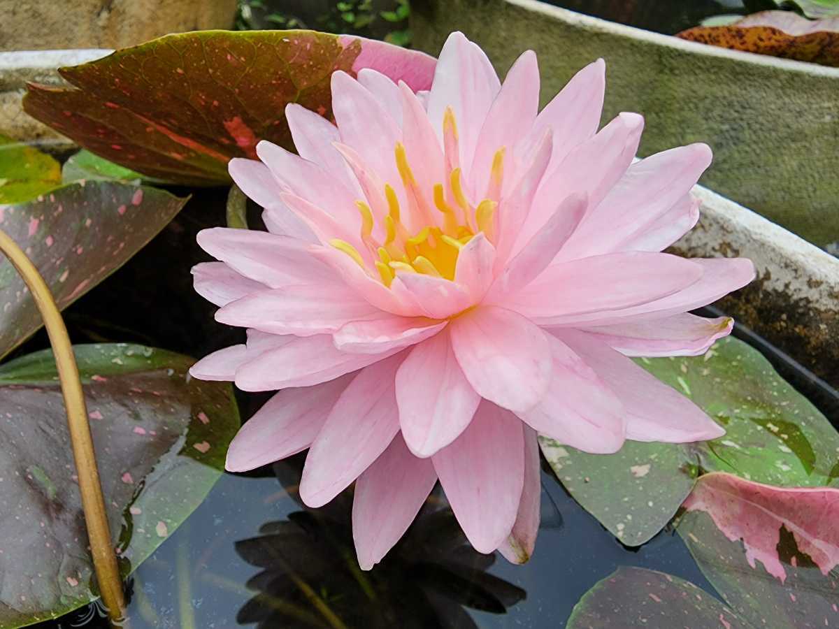 ダイヤモンドクラウン 亜属種 耐寒性睡蓮 スイレン 苗 ダイヤモンドクラウン 亜属種 耐寒性睡蓮 スイレン 苗