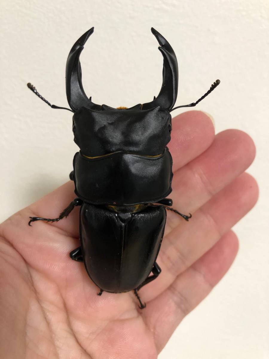 久留米オオクワガタ ♂85㎜ マツノインセクト