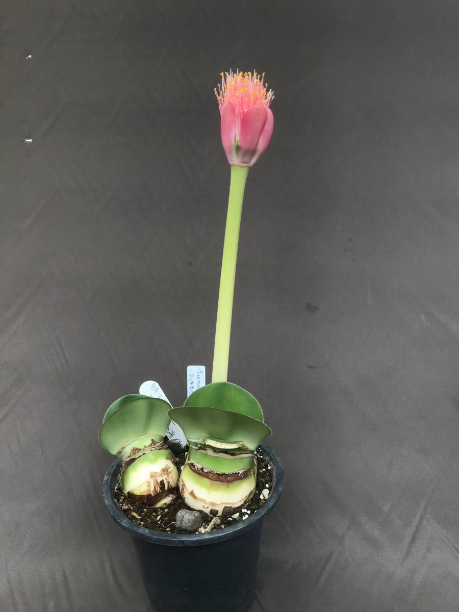 赤花 マユハケオモト（コツキネウス）