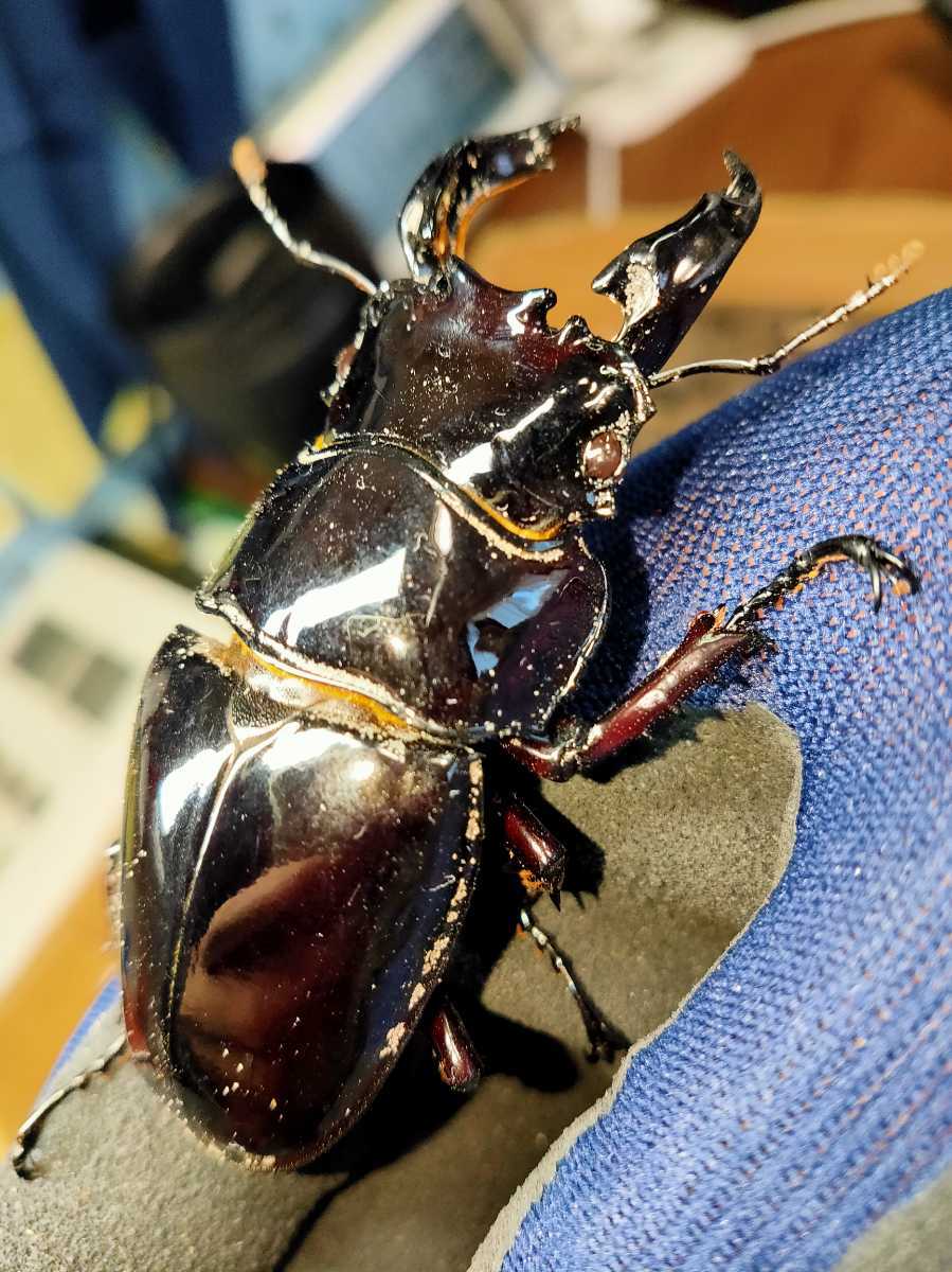 レギウスオオツヤクワガタ赤レギ標本