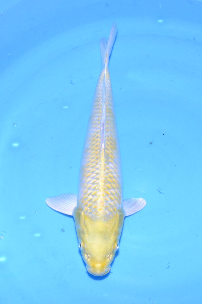 ☆いいこい☆ ZM203 からし鯉 2歳53cm【錦鯉 新潟特産 和泉屋養鯉場産