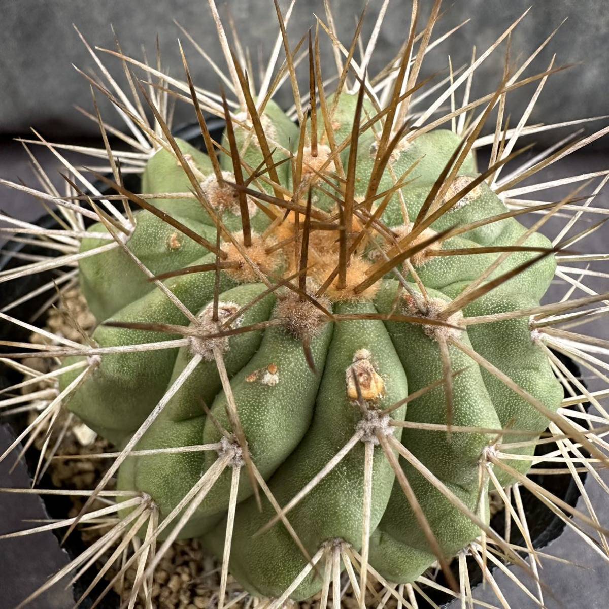 コピアポア ハセルトニアナ 逆鱗丸 カキコ 【公式通販】