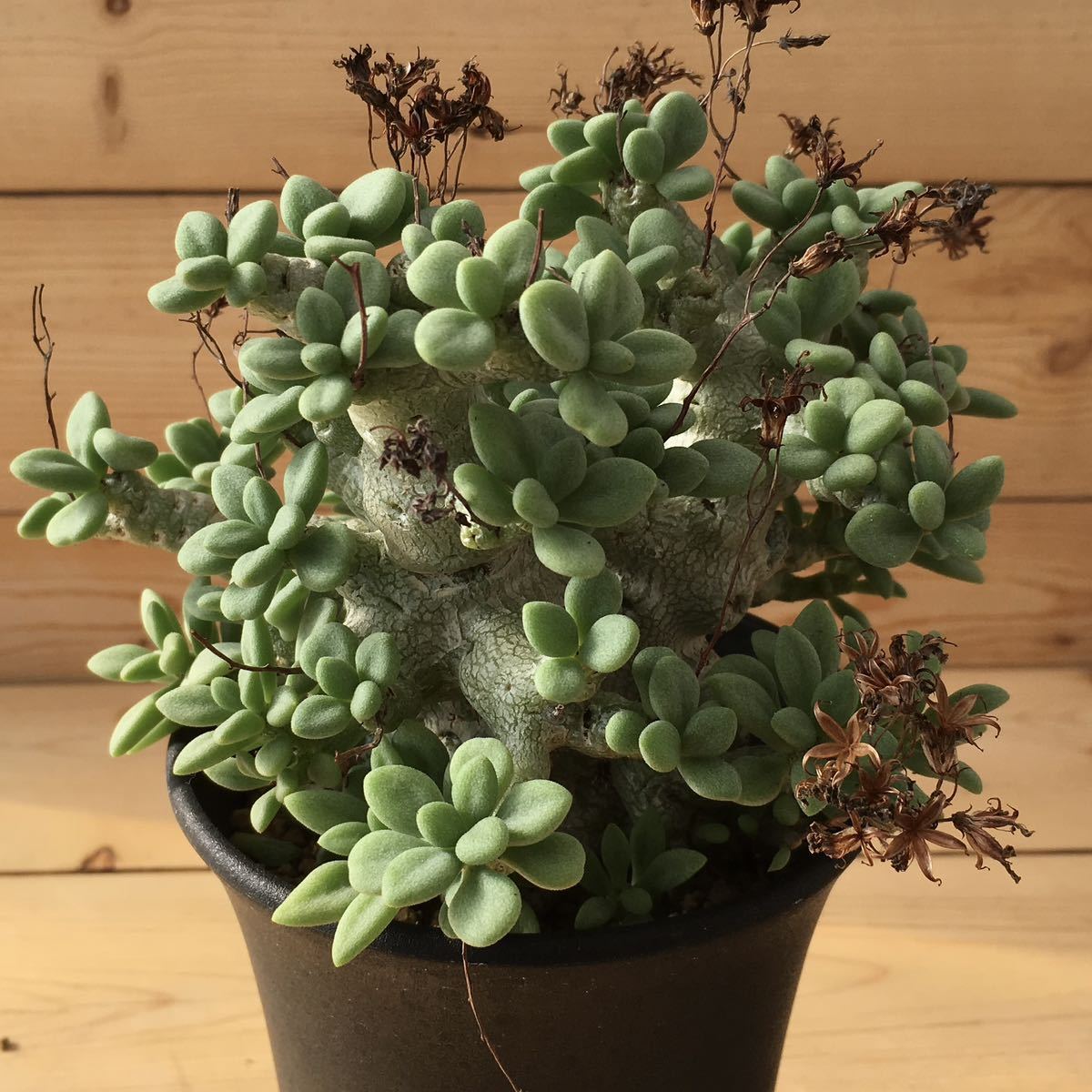 Tylecodon decipiens チレコドン デシピエンス 産地情報付き 実生 大株