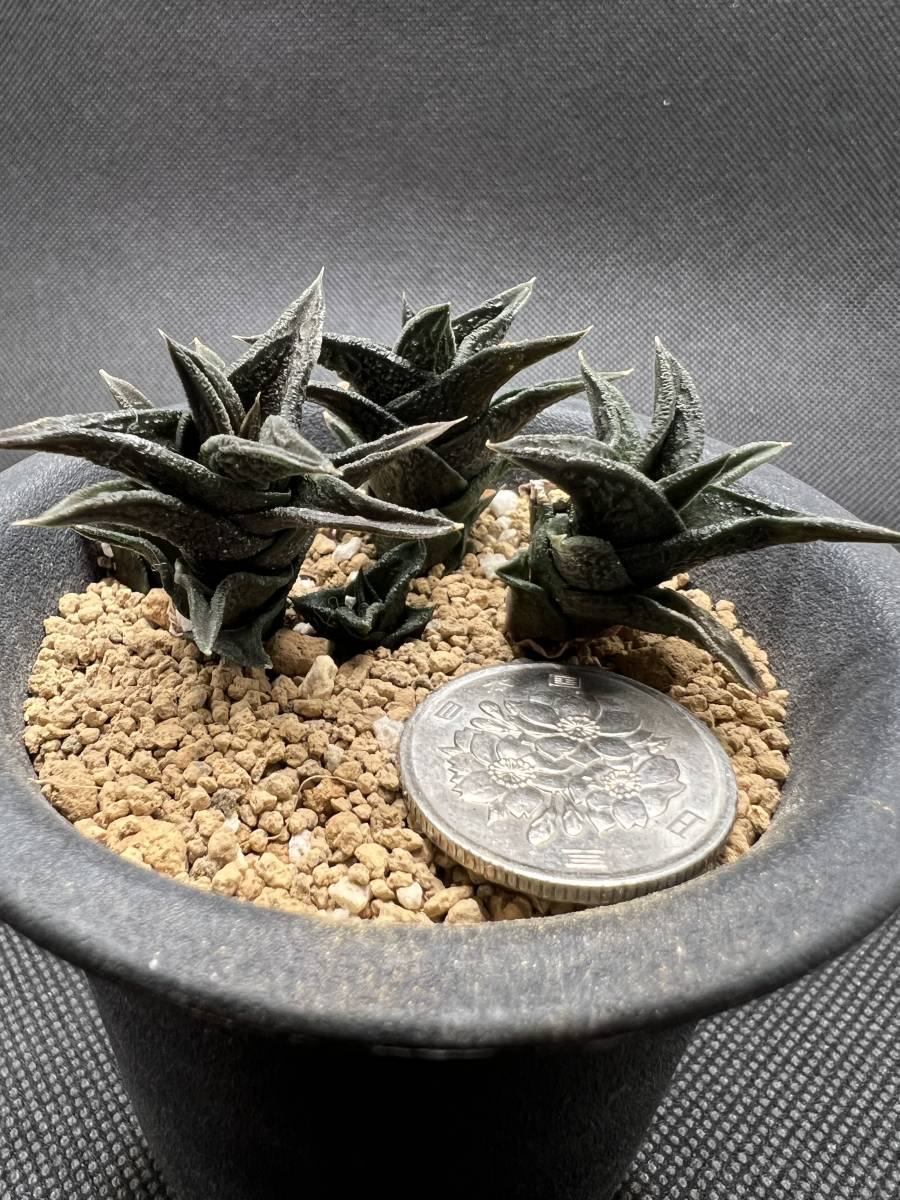 ハオルチア ニグラ Haworthia nigra var.nigra MBB6945 N De Plaat 