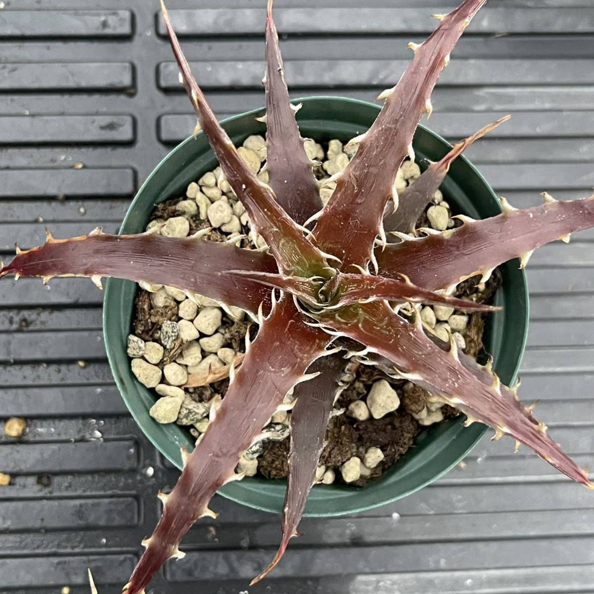 Dyckia braunii ディッキア　ブラウニー　山採り　現地採取株　活着 Dyckia braunii ディッキア ブラウニー 山採り 現地採取株 活着