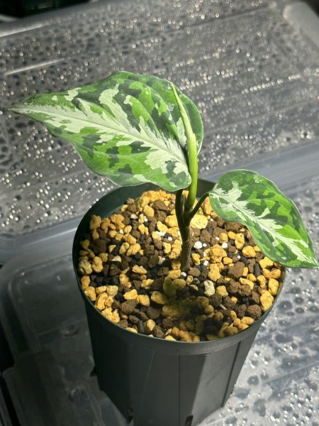 ② RM アグラオネマ Aglaonema トリカラー パルダリウム サトイモ科 ② RM アグラオネマ Aglaonema トリカラー パルダリウム サトイモ科