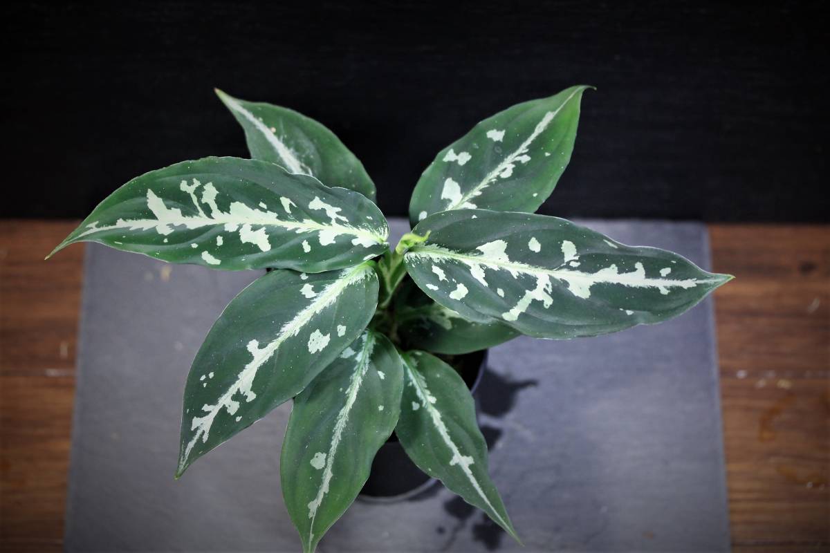 Aglaonema pictum Stiria+1 LA1113-3ss LA便 LA便 Aglaonema pictum Stiria+1 LA1113-3ss Aglaonema pictum