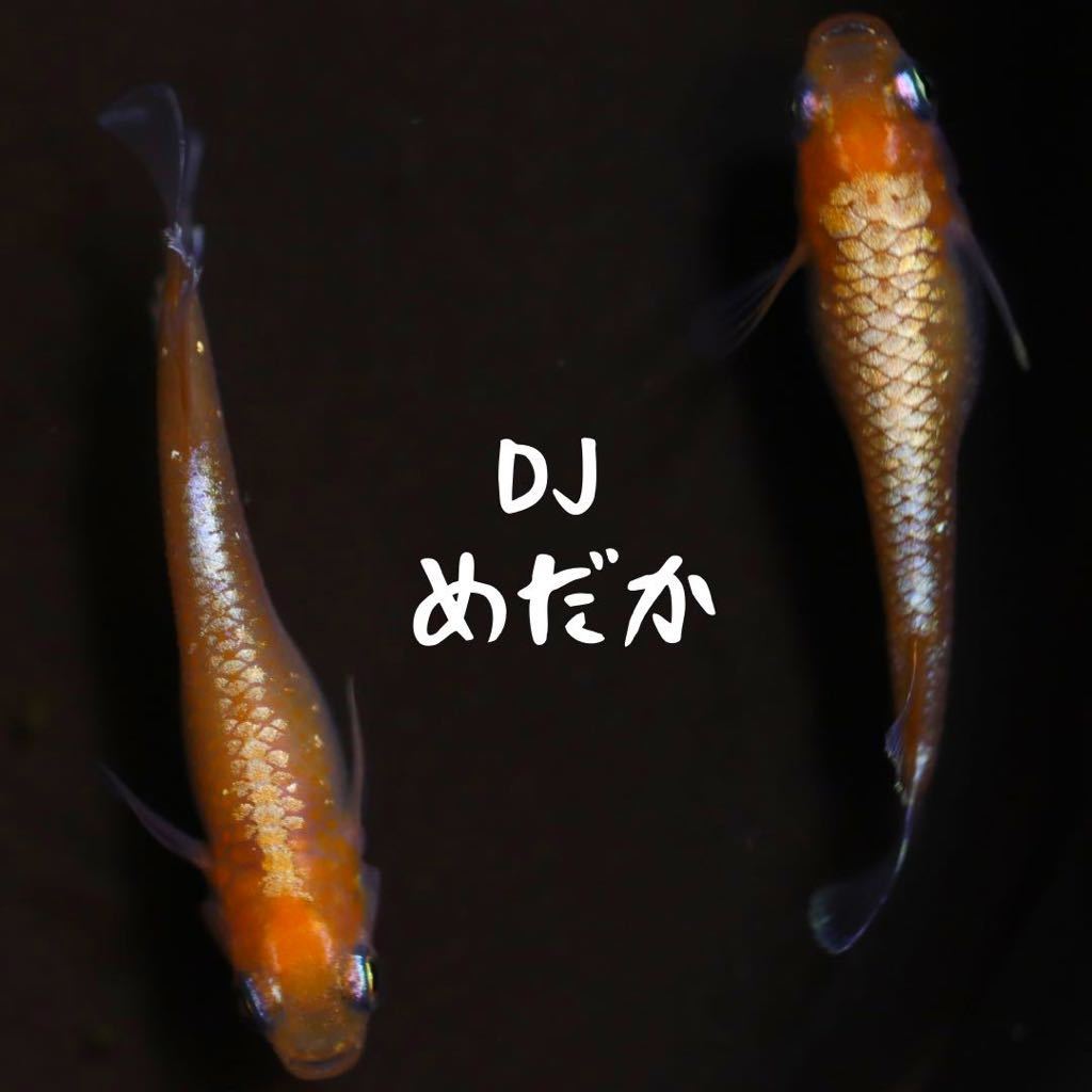 DJめだか】レッドクリフ紅白タイプ 極上 有精卵 5個 夢中めだか様より