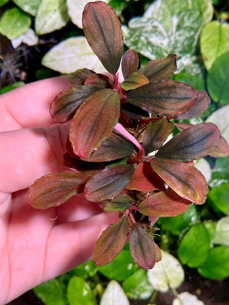 紫・ラメ】ブセファランドラ sp. Brownie neo 2015 1株