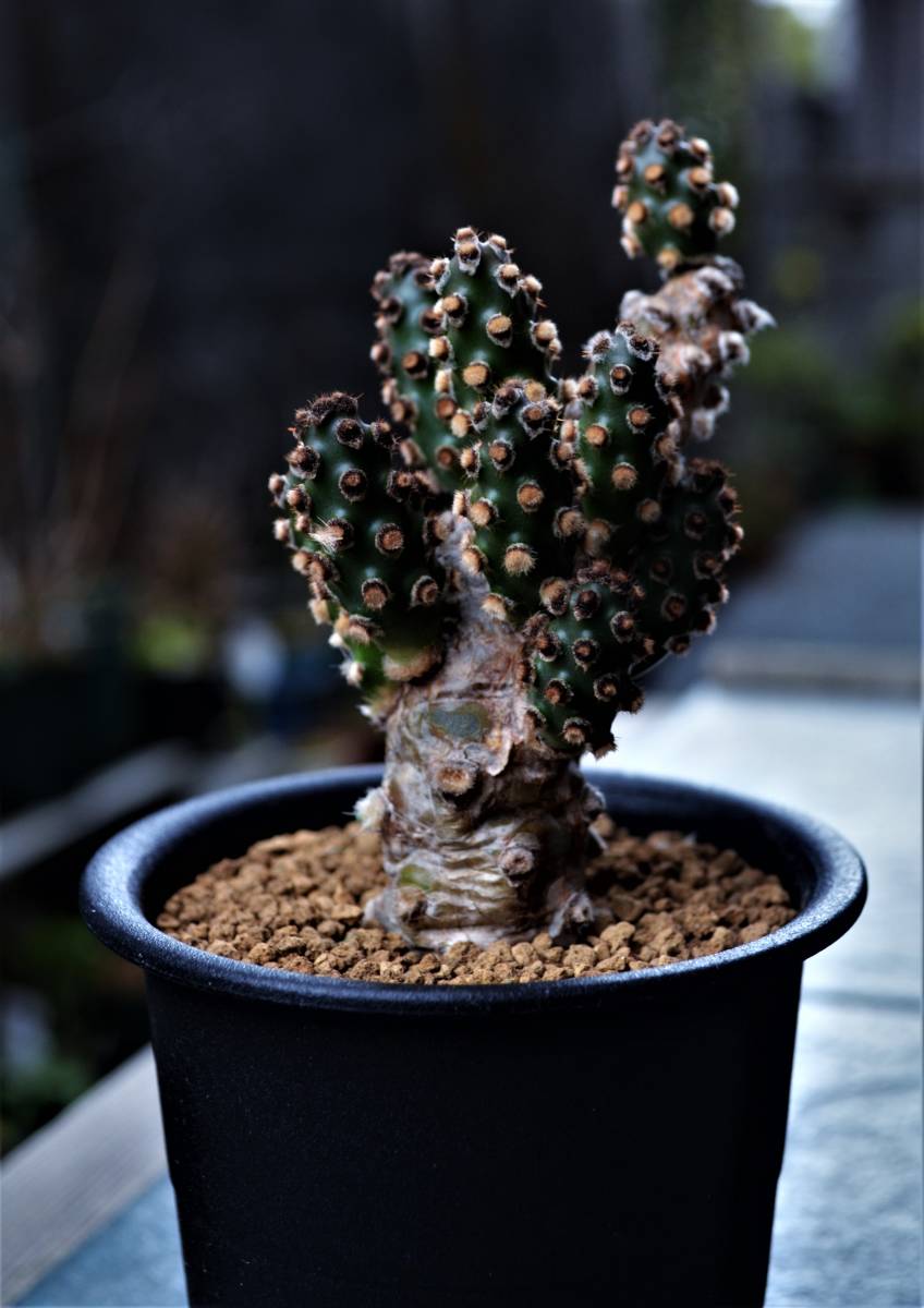 群生 妖鬼殿 紫肌 テフロカクタス モリネンシス 蛸壺 サボテン 観葉