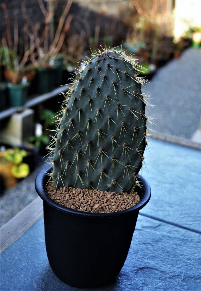 ガラパゴス団扇 金棘 Opuntia echios var. gigantea サボテン 多肉植物