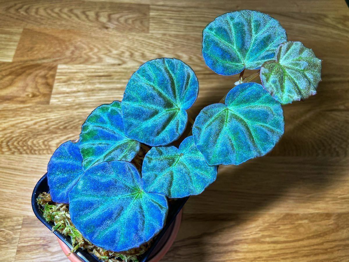 専用 青光り❣️Begonia pavonina ベゴニア パボニナ❣️原種 C 青光り