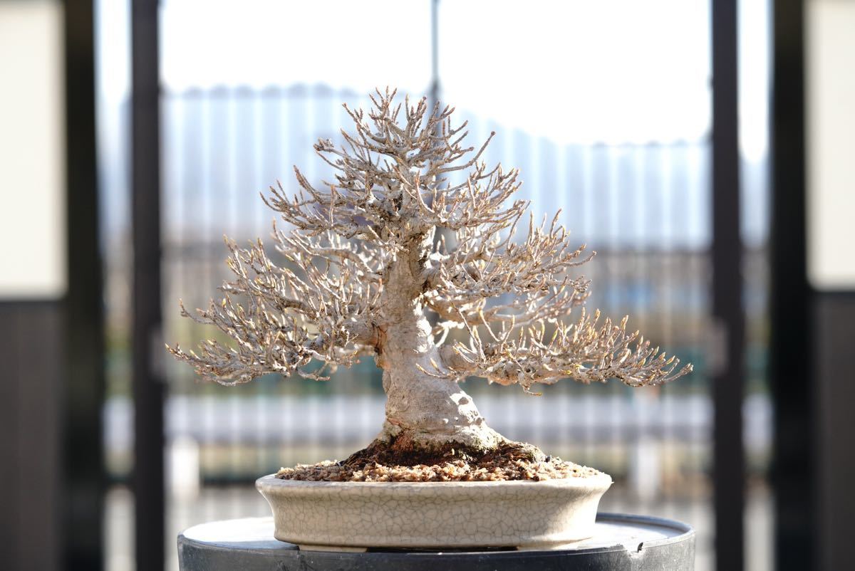 楓 かえで 楓盆栽 楓盆栽 小品盆栽 根張り極太 楓（カエデ） 中品盆栽