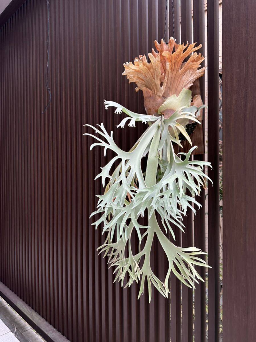 ビカクシダ 月光爪哇 2つの 観葉植物