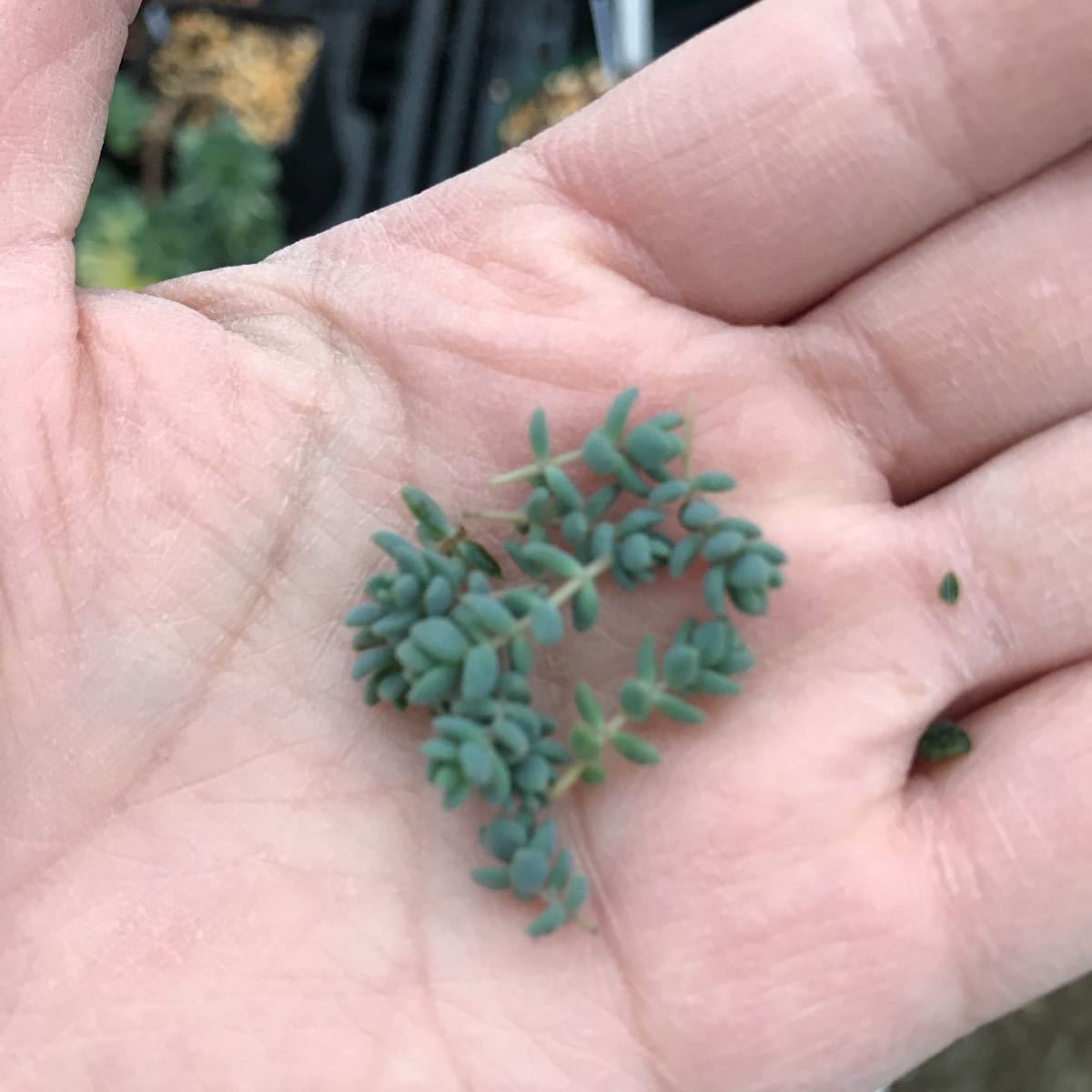 多肉植物 シャンテリー錦パープルヘイズ カット苗、