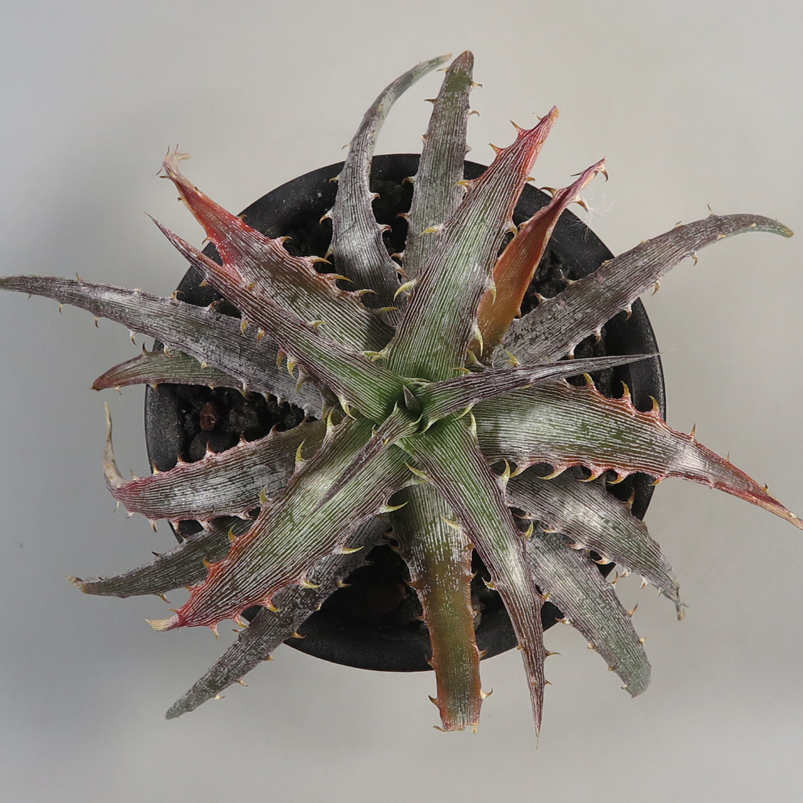 人気 ディッキア Dyckia 'Morning Star'