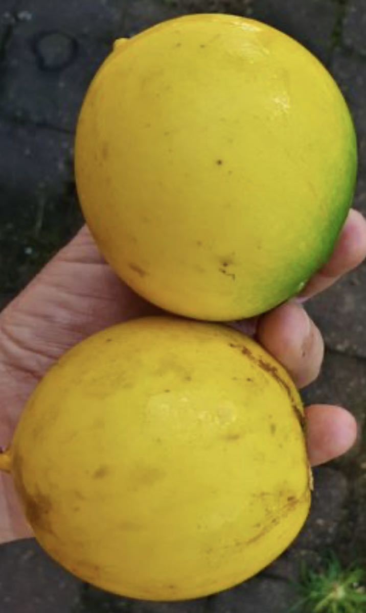 【熱帯果樹】アビウ（Pouteria caimito） 接木苗 熱帯果樹】アビウ（Pouteria caimito） 接木苗 - メルカリ