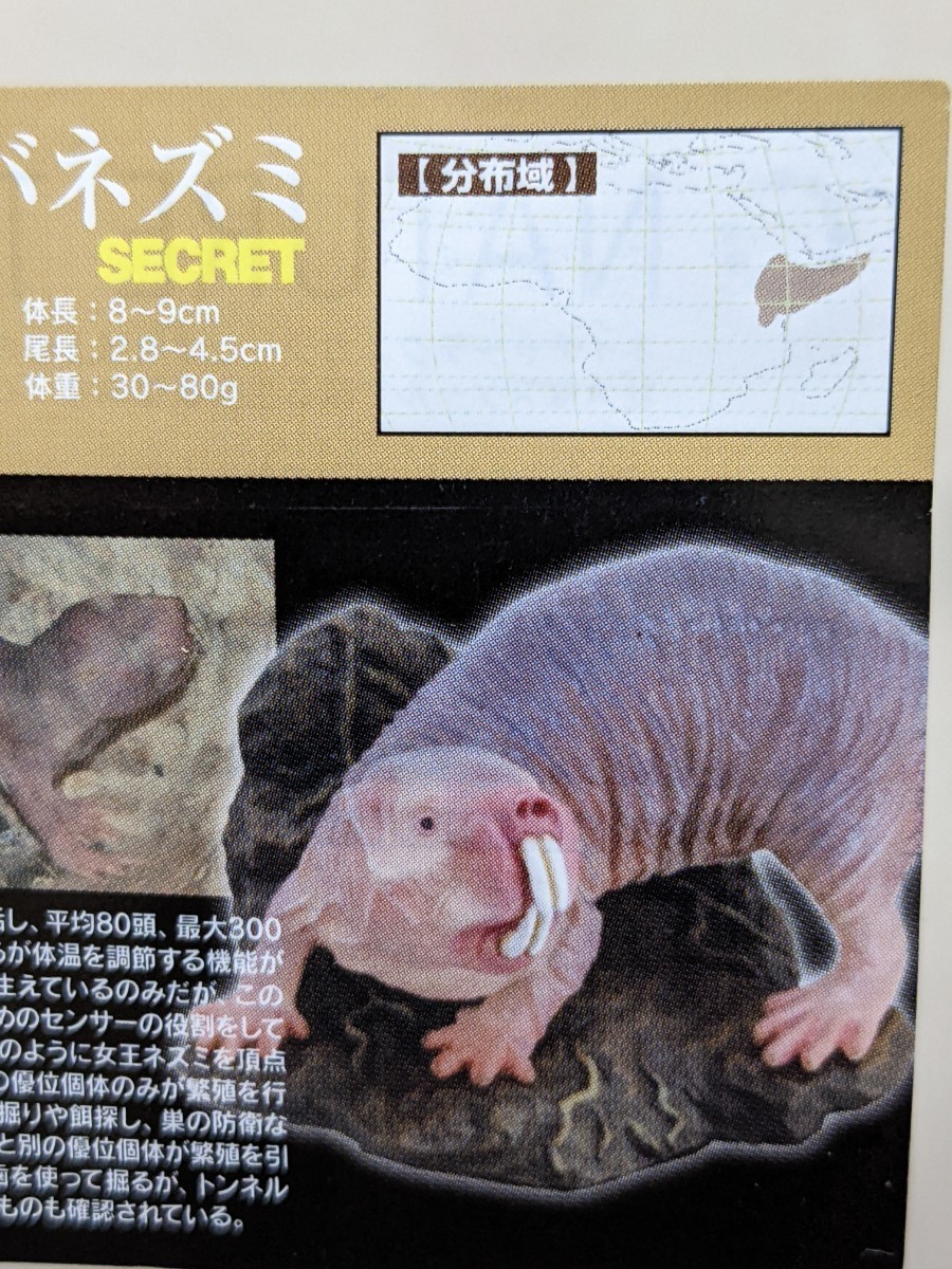 ハダカデバネズミ サバンナ シークレット ネイチャーテクニカラー サバンナ ハダカデバネズミ シークレット