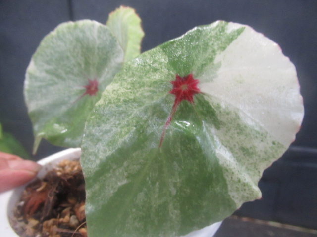 ベゴニア ルージュバリエゲイテッド 【公式通販】