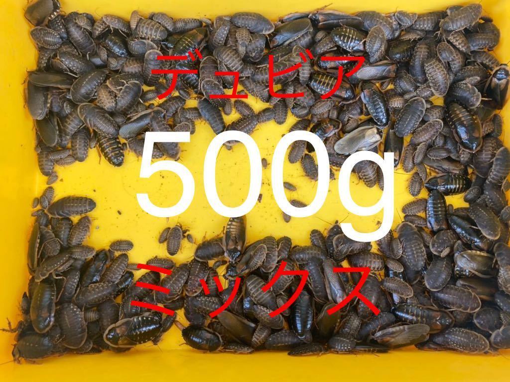 デュビア、爬虫類餌1000匹以上
