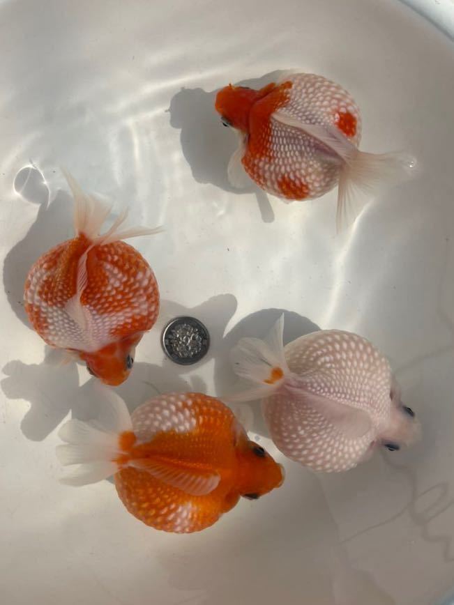 未使用】【安藤養魚場】【送料無料】【激安即決】まん丸