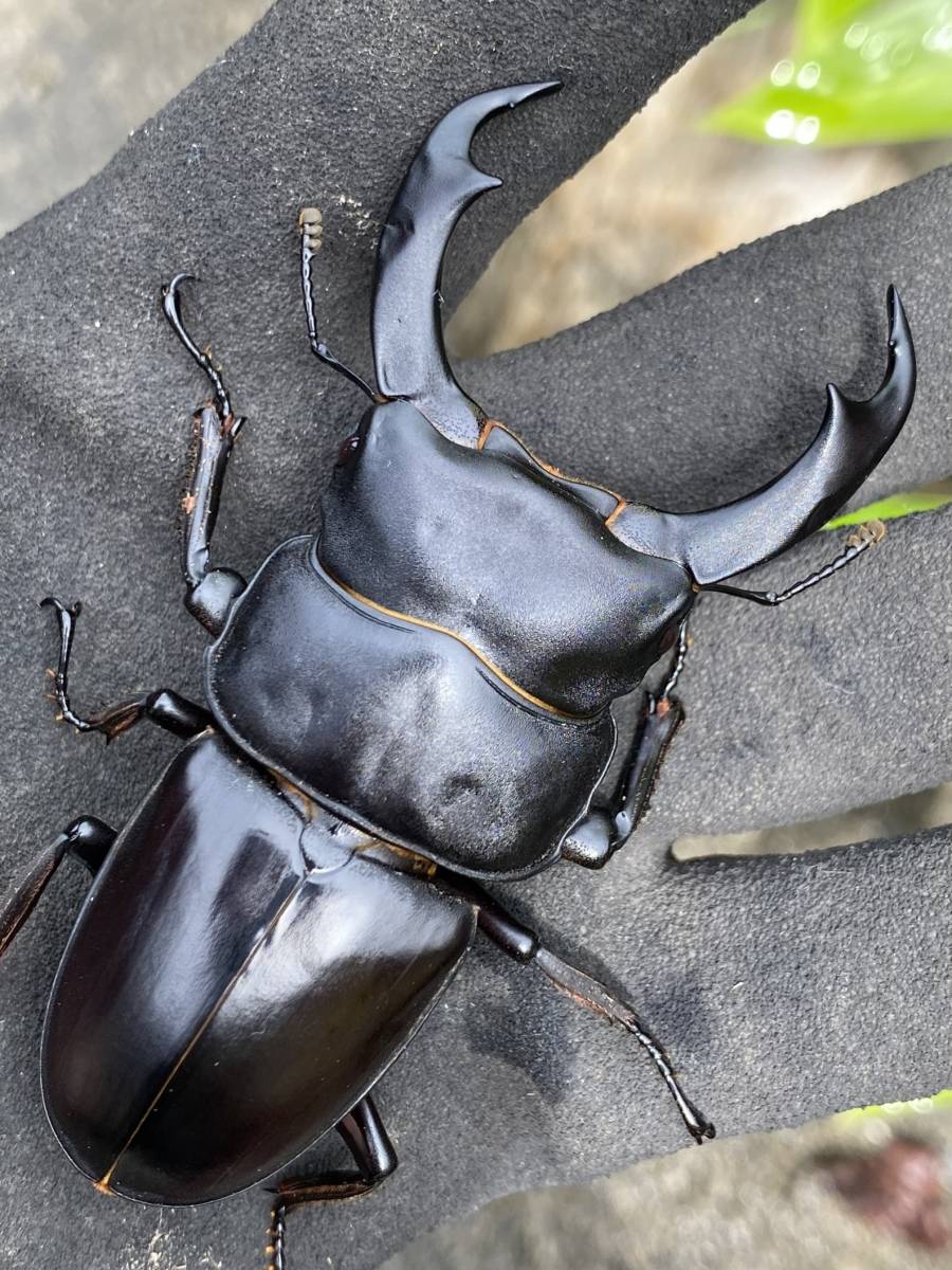 未使用】◇即ブリ◇シェンクリングオオクワガタ◇♂76mmペア◇の落札
