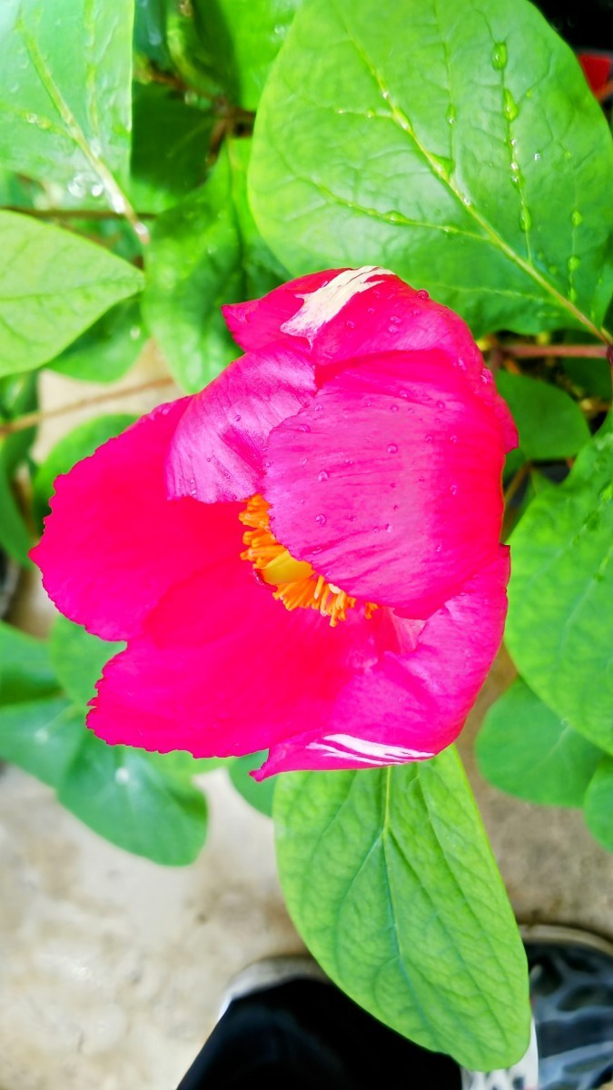 山野草 ヤマシャクヤク　火の鳥　実生3年