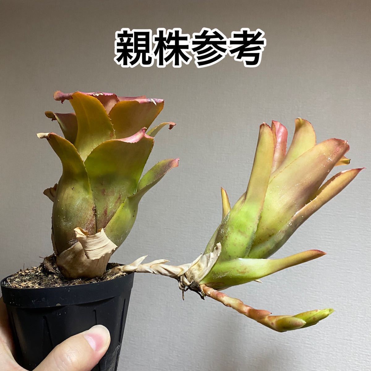 目立った傷や汚れなし】Neoregelia cf. bahiana (Ibicoara, Bahia