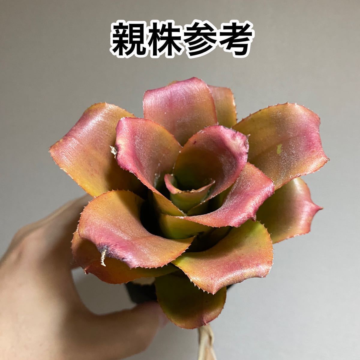 目立った傷や汚れなし】Neoregelia cf. bahiana (Ibicoara, Bahia