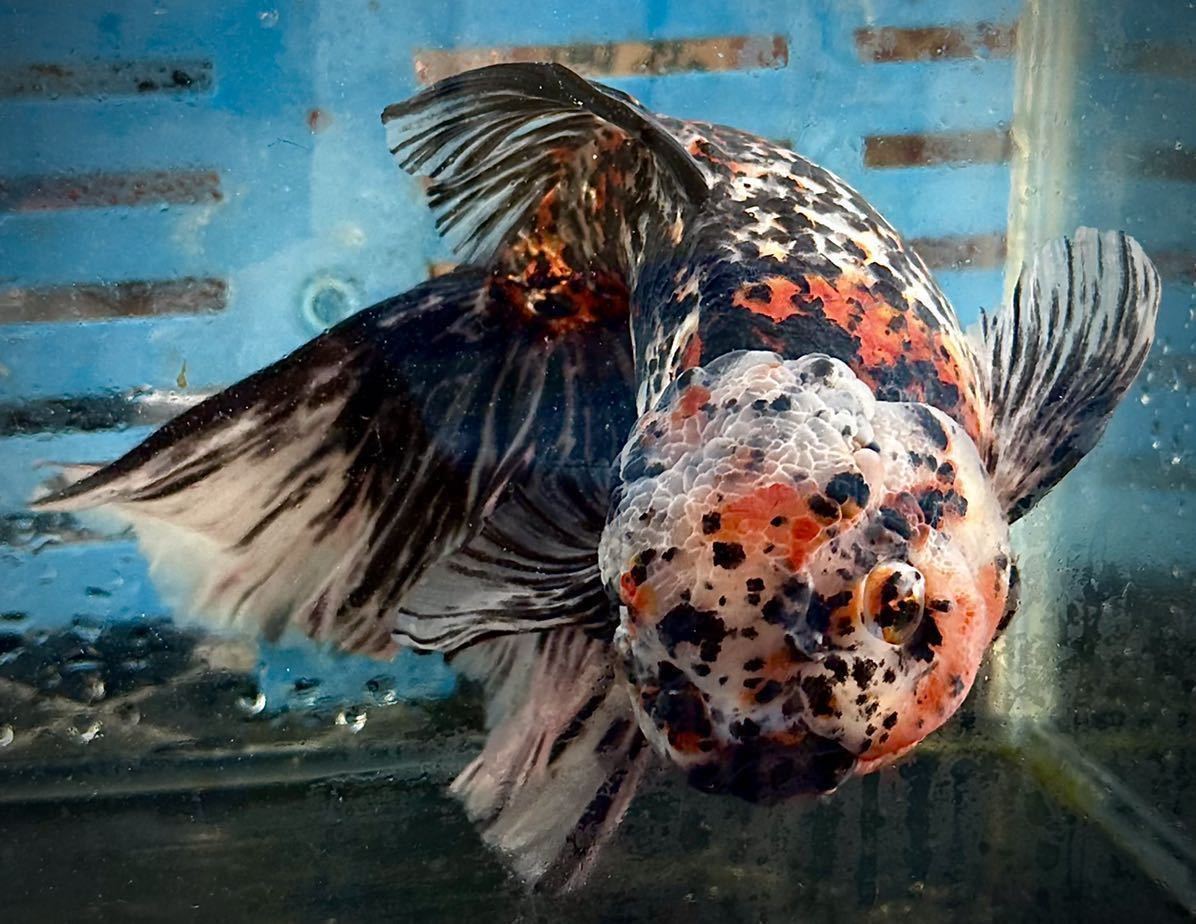 ジャンボ獅子頭 3歳 27.5センチ メス 錦坂本産 金魚 オランダ