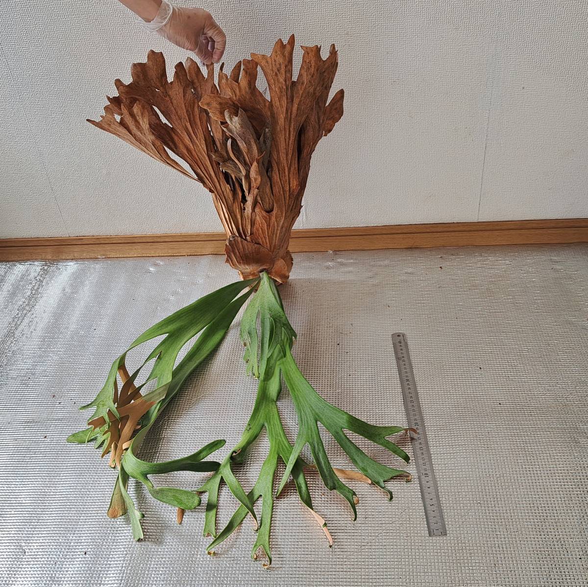 ウィリンキーロール2