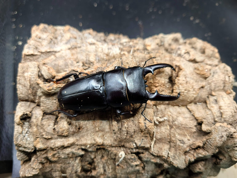 ツシマヒラタクワガタ 対馬産 トリオ 新成虫 (ツシマ ヒラタ クワガタ