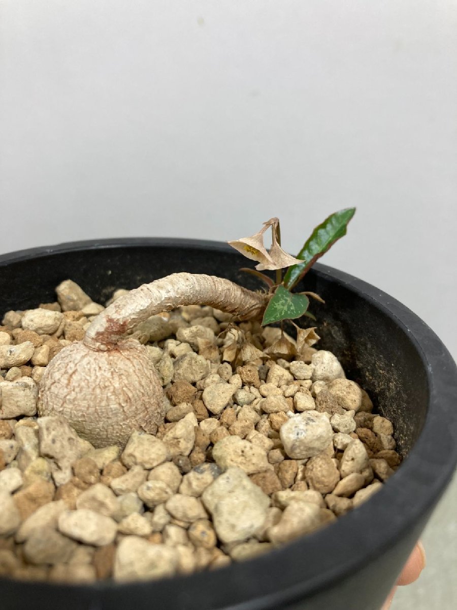 イ4473 「多肉植物】ユーフォルビア クレメルシー【斑入り・発
