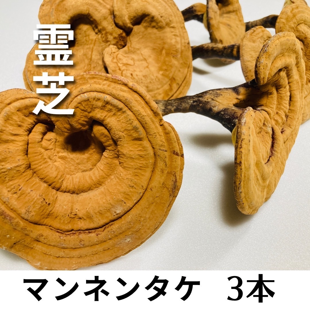 希少 霊芝 万年茸 サルノコシカケ 盆栽 鉢植え 飾りに マンネンタケの