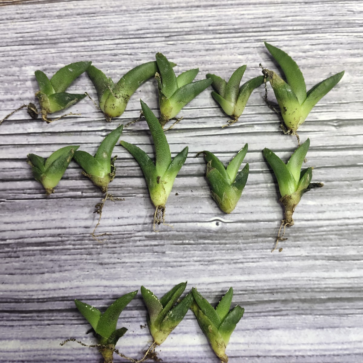 目立った傷や汚れなし】409アガベ チタノタ 白妖 agave White Demon