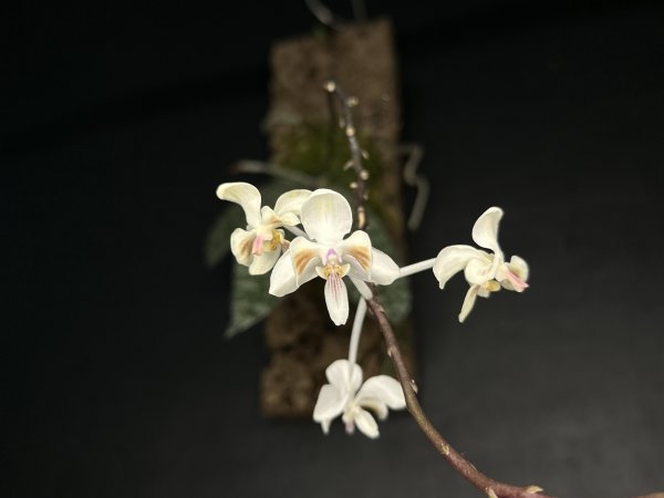 洋蘭原種］Phal. celebensis yellow 洋蘭原種］Phal. celebensis yellow