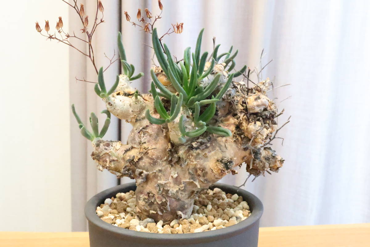 チレコドン・ペアルソニー白象（現地株、発根済） 未使用に近い】送料