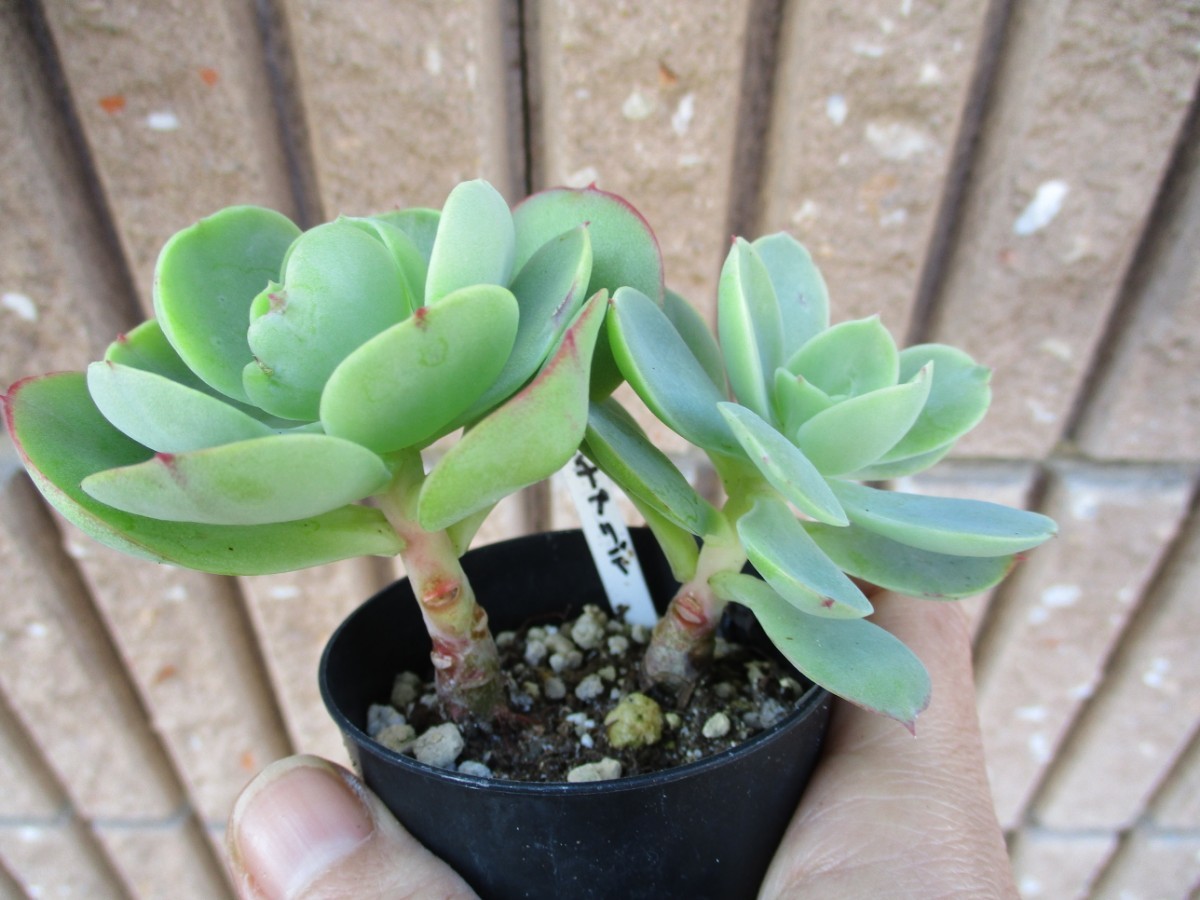 多肉植物 ピーチプリデ 抜き苗 エケベリア 【公式通販】