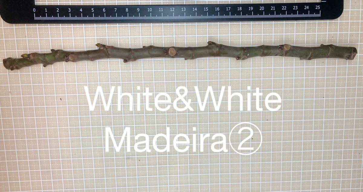 イチジク 穂木 Madeira 3本セット (KK) W&W #1 イチジク 穂木 Madeira 3本セット (KK) W&W #1
