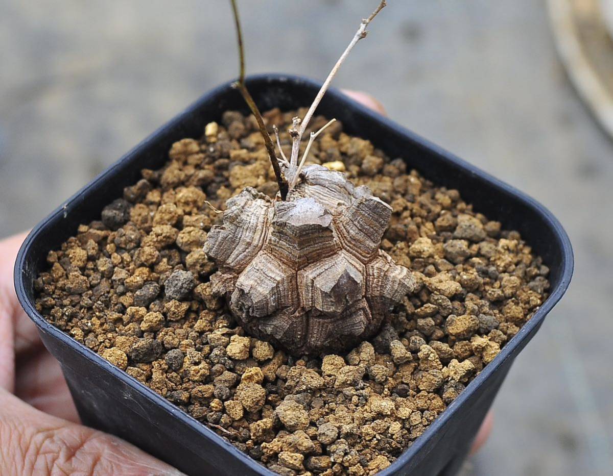 雌株　特大　アフリカ亀甲竜 アフリカ亀甲竜雌株超特大